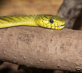 green mamba watches you from a branch