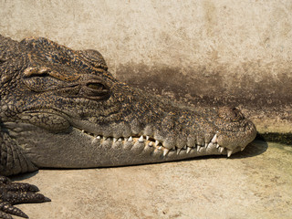 Crocodile saltwater Thailand. hi-res