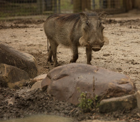 warthog is watching you