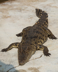 Crocodile saltwater Thailand. hi-res