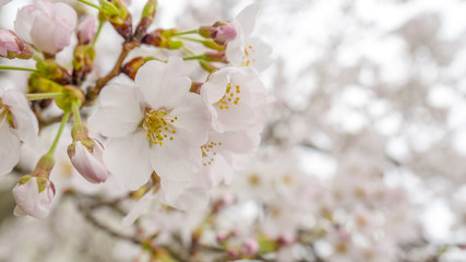 Obraz premium 桜 桜並木