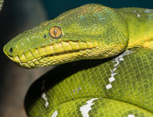 emerald green boa close up side profile