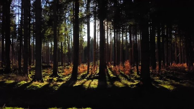 langsamer Flug durch traumhaft beleuchteten Wald