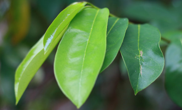 Soursop Leaf On Tree