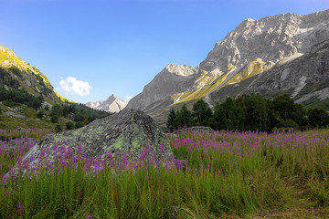 Fototapeta premium mountain gorge with a meadow in the morning on the green grass and flowers surrounded by mountain peaks in summer