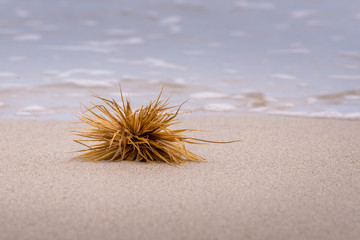 Kangaroo Island - Coastal plant on sand