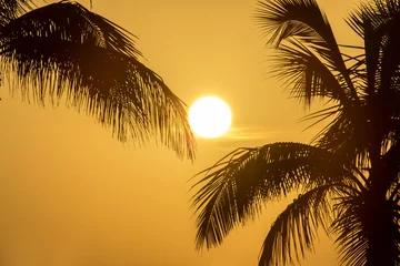 Zelfklevend Fotobehang Palm Trees and Sunshine © chrisdorney