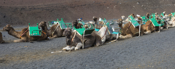 Camel Rides at Timanfaya National Park