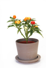 Ornamental Pepper on white background
