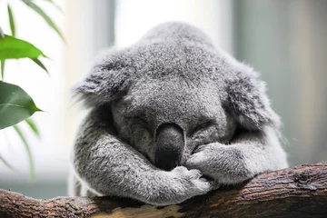 Gordijnen Slapende koala close-up © daphot75