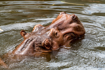 Fototapeta premium Head of hippo