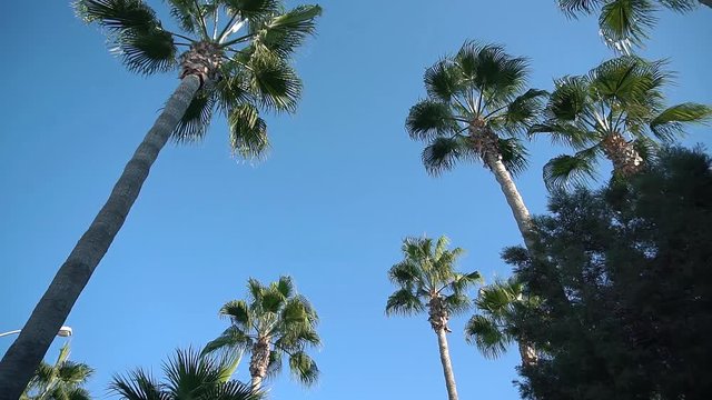 Palmtrees in the blue sky. Cyprus