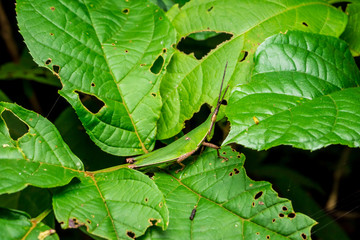 Close up of Grasshopper on green leaves.