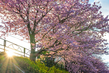 河津桜