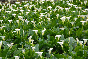 Calla lily flower blooming in spring