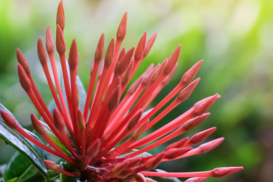 lxora flower or spike flowers  blooming  in soft colore and blurred background