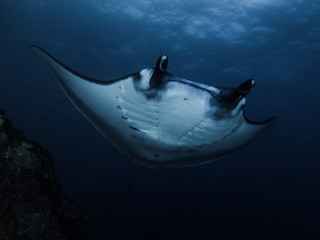 Reef Manta at cleaning station