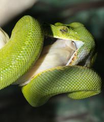 green tree python is swallowing prey