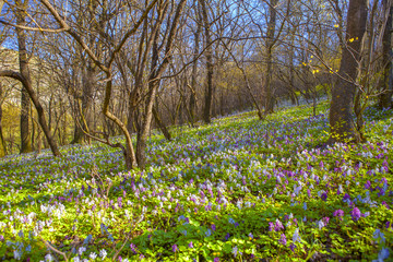 spring scenery with fresh wild flowers in forest 
