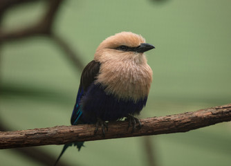 blue bellied roller is perched at sunset
