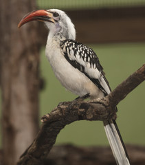 red billed hornbill is perched at sunset