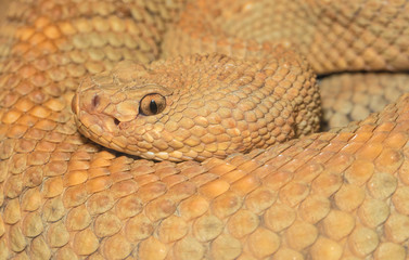 diamondback rattlesnake macro headshot
