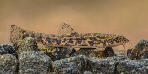 Fototapeta premium Stone loach on rocky river bottom