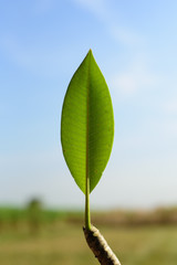 Green leaf and sky background in the morning