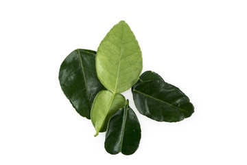 Lime Leaf