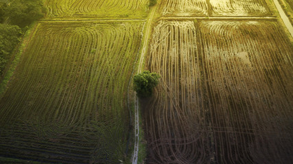 Amazing sunrise scenery at paddy field view from top.Aerial photography of beautiful sunrise at paddy field.