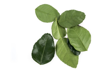 Lime Leaf