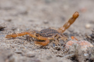 Common Yellow Scorpion