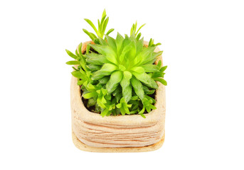 Succulent plant Haworthia cooperi