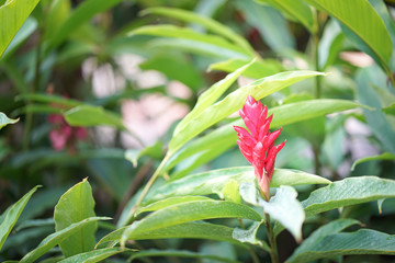 red ginger flower