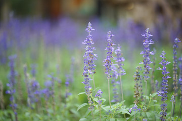 Blue salvia purple flowers, ornamental plants spring.