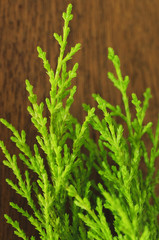 cypress on a wooden background