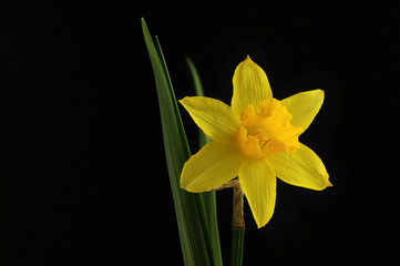 narcissus Tete-a-tete on a black background  