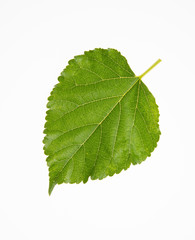 leaf or green leaf on a background.