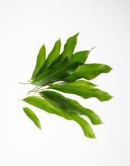 leaf or peel mango leaf on a background.
