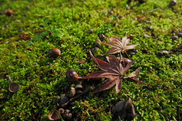 もみじとどんぐり