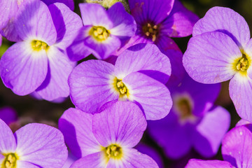 Fototapeta na wymiar Purple Oberita closeup in bloom