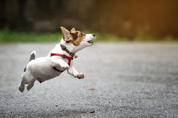 Jack Russell Terrier dog running and jumping