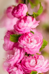 Beautiful flowering almond pink color