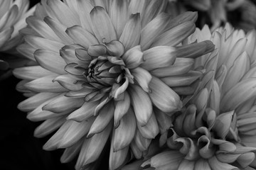 Beautiful soft black and white flower study 