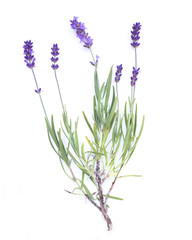 Lavender flowers in closeup. Bunch of lavender flowers isolated over white background.