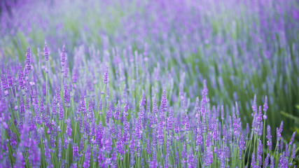 Beautiful landscape of lavender flowers. Outdoor image for natural background.