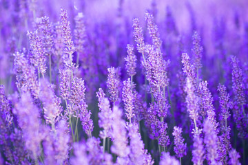 Lavender flower field, fresh purple aromatic flowers for natural background. Violet lavender field...