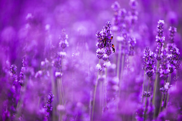 Lavender flower field closeup, fresh purple aromatic flowers for natural background. Violet...