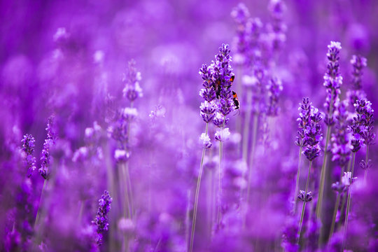 Fototapeta Lavender flower field closeup, fresh purple aromatic flowers for natural background. Violet lavender field in Provence, France.