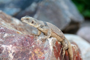Chuckwalla